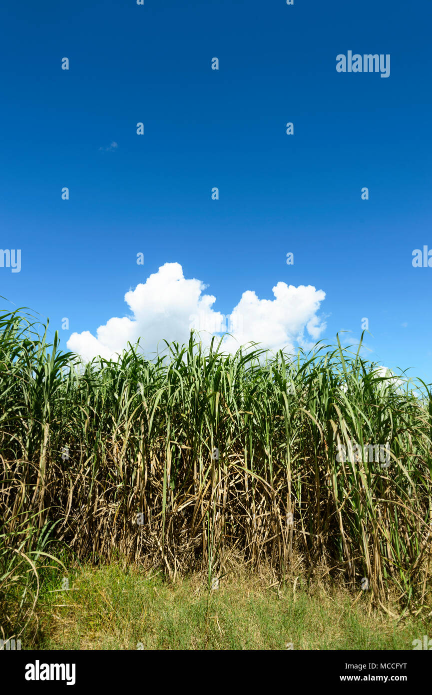 A sugarcane crop at Freshwater, near Cairns, Far North Queensland, FNQ, QLD, Australia Stock Photo