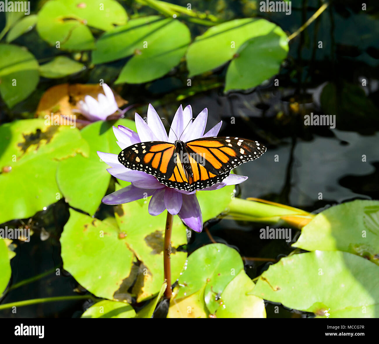 Monarch Butterfly (Danaus plexippus) inside the butterfly house conservatory at Cairns Botanic