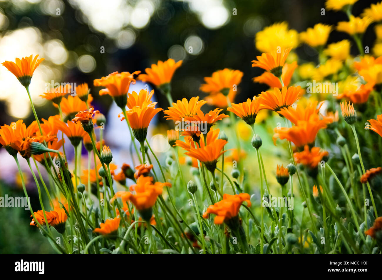 Benweed hi-res stock photography and images - Alamy