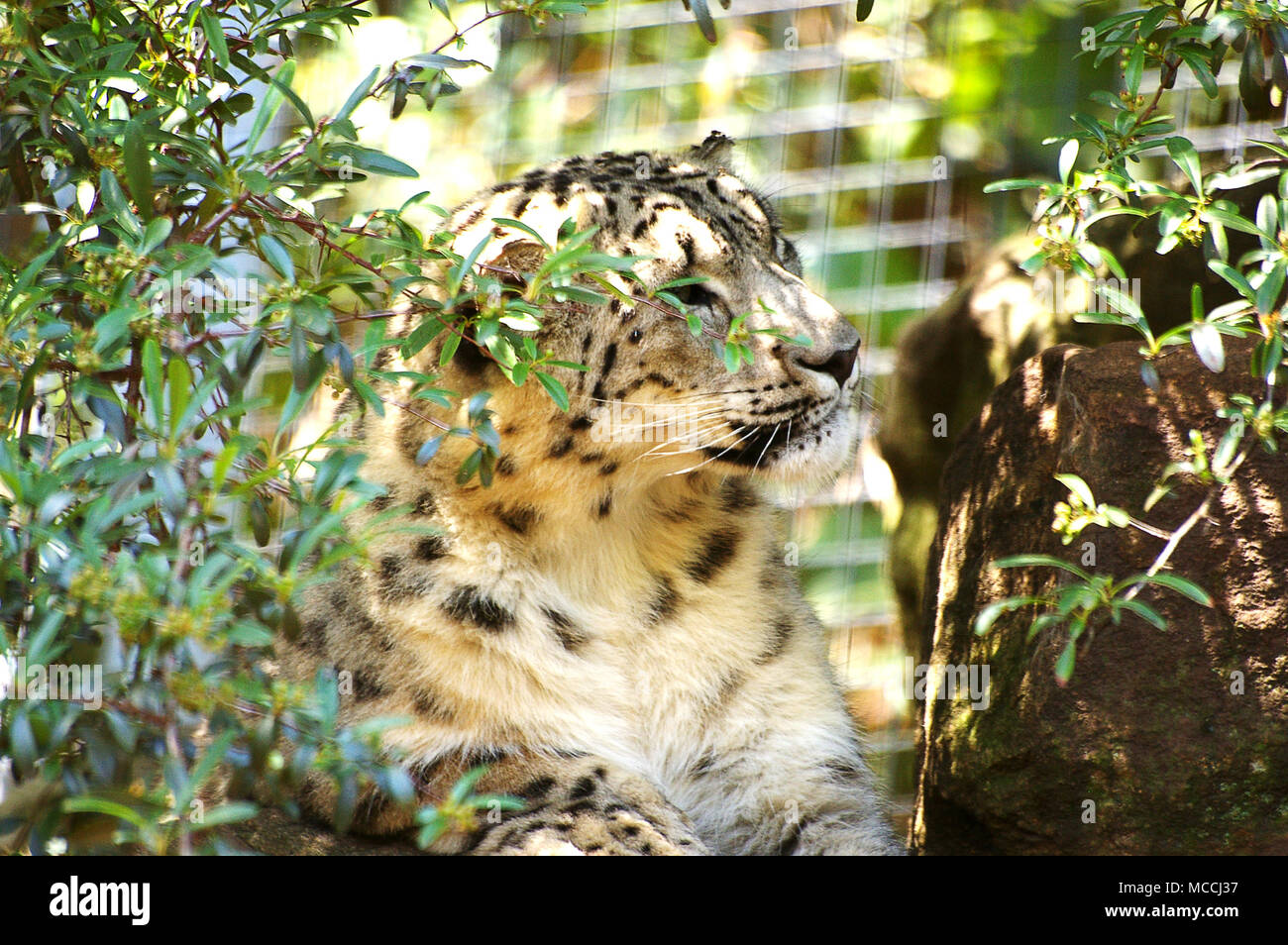 Snow Leopard in bushes Stock Photo