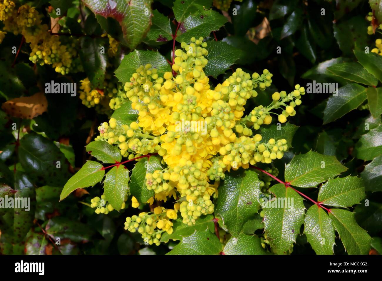 Mahonia aquifolium, Yellow Blossom in Spring, Detail Stock Photo