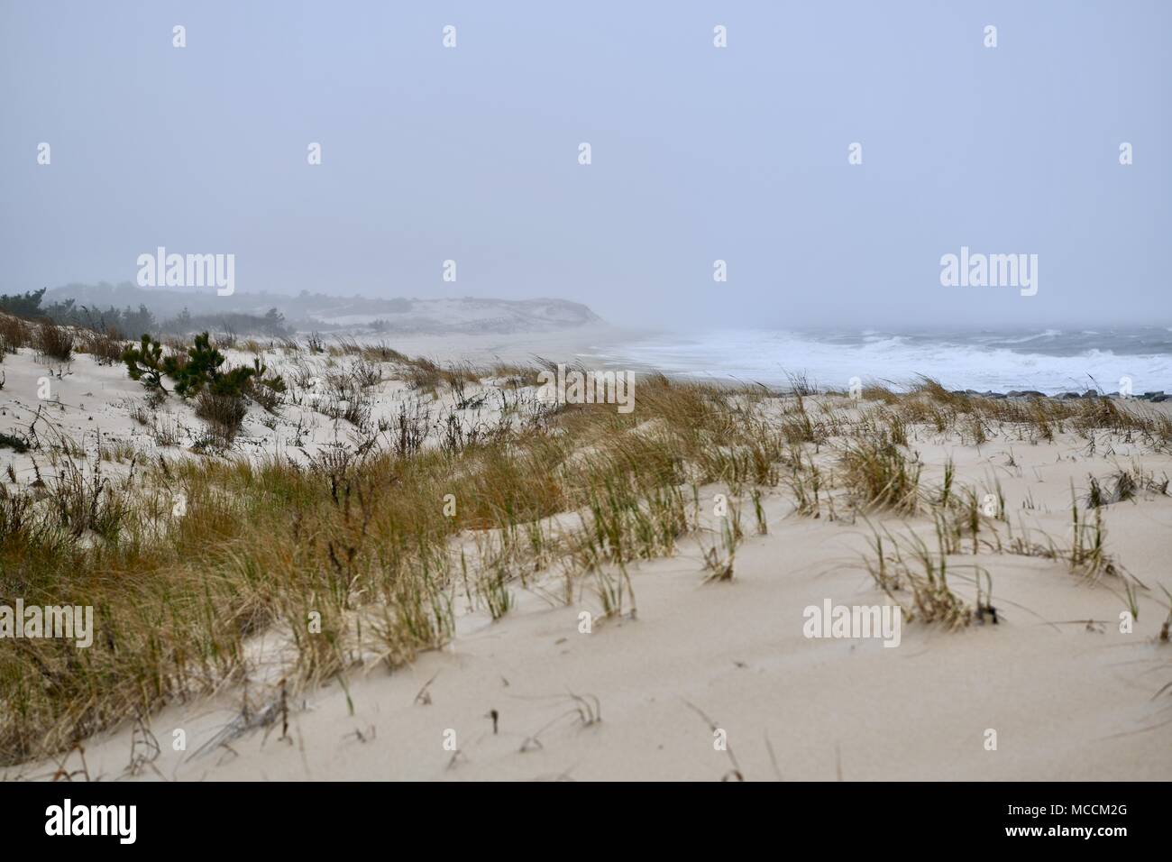 Cold foggy ocean landscape at Cape Henlopen State Park in Delaware, USA Stock Photo