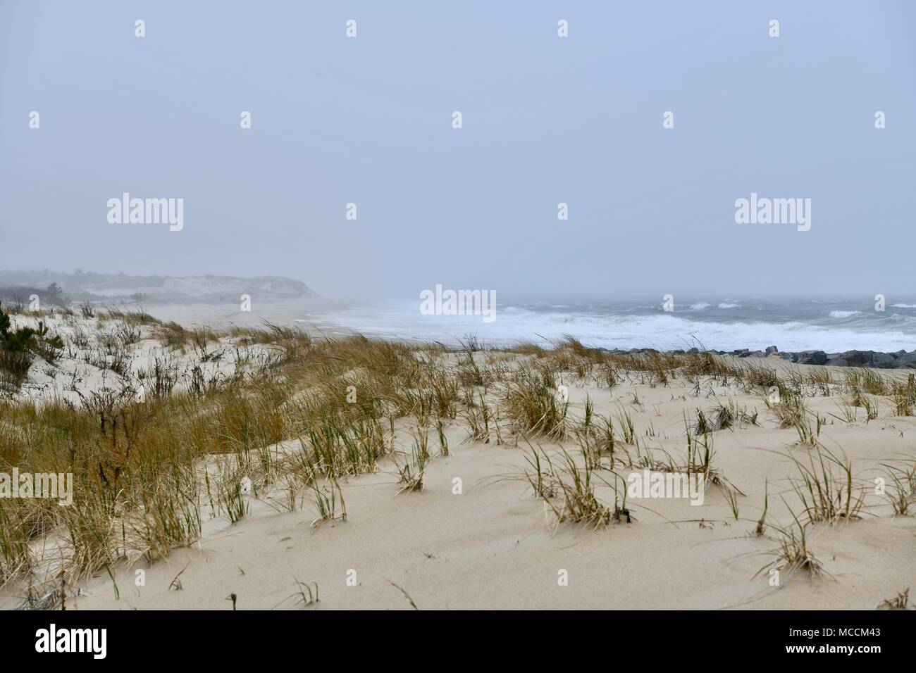 Cold foggy ocean landscape at Cape Henlopen State Park in Delaware, USA Stock Photo