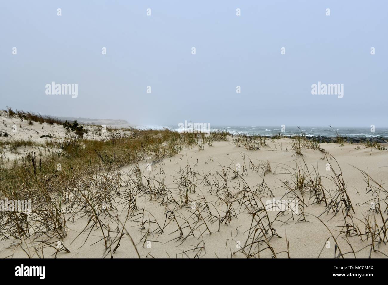 Cold foggy ocean landscape at Cape Henlopen State Park in Delaware, USA Stock Photo