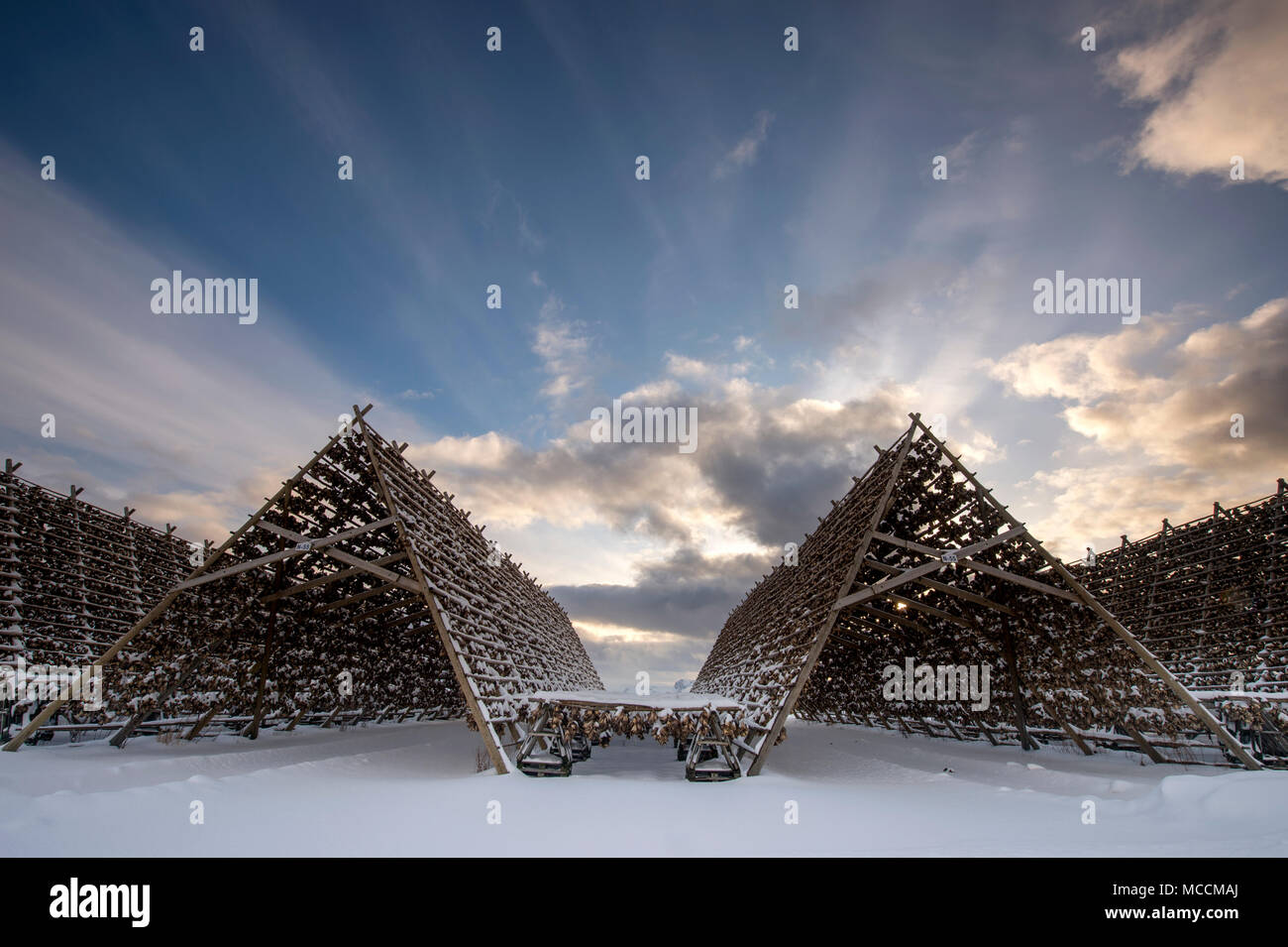Fish drying racks in Laukvik, Lofoten Islands, Norway Stock Photo Alamy