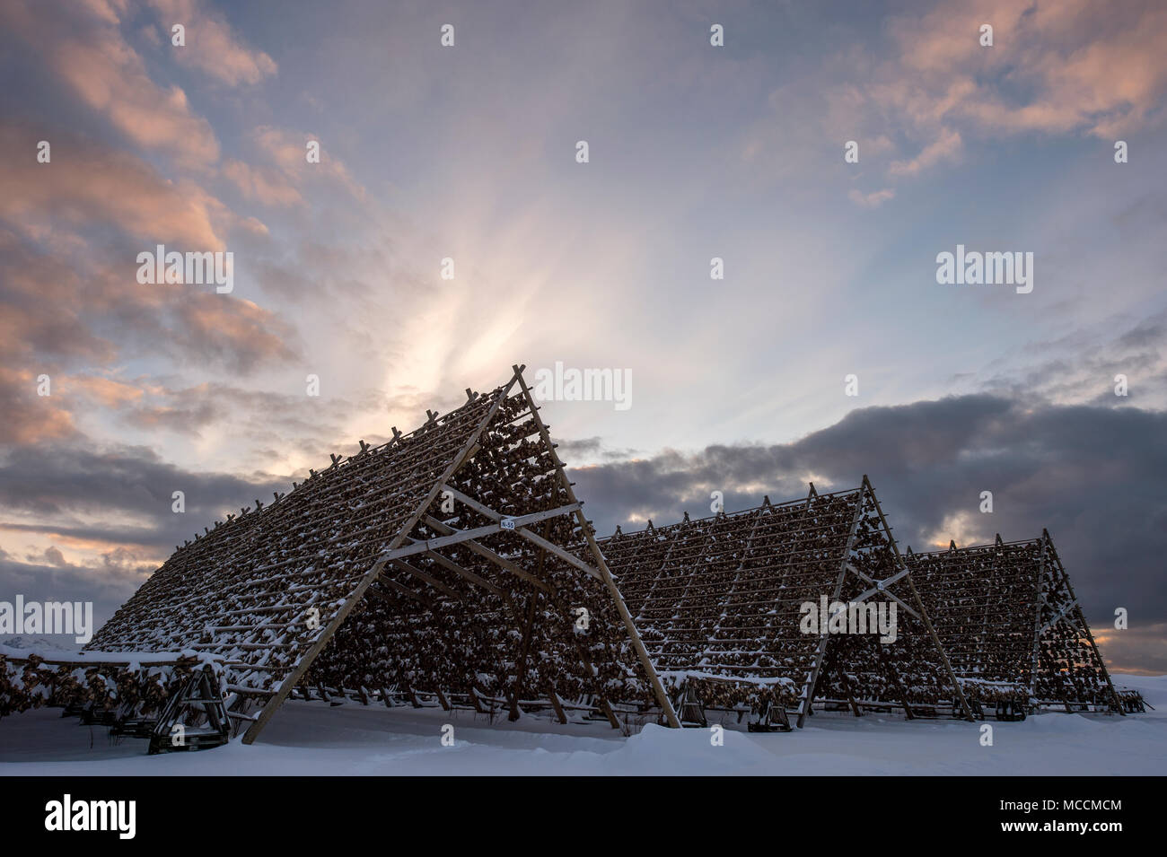 Fish drying racks in Laukvik, Lofoten Islands, Norway Stock Photo Alamy