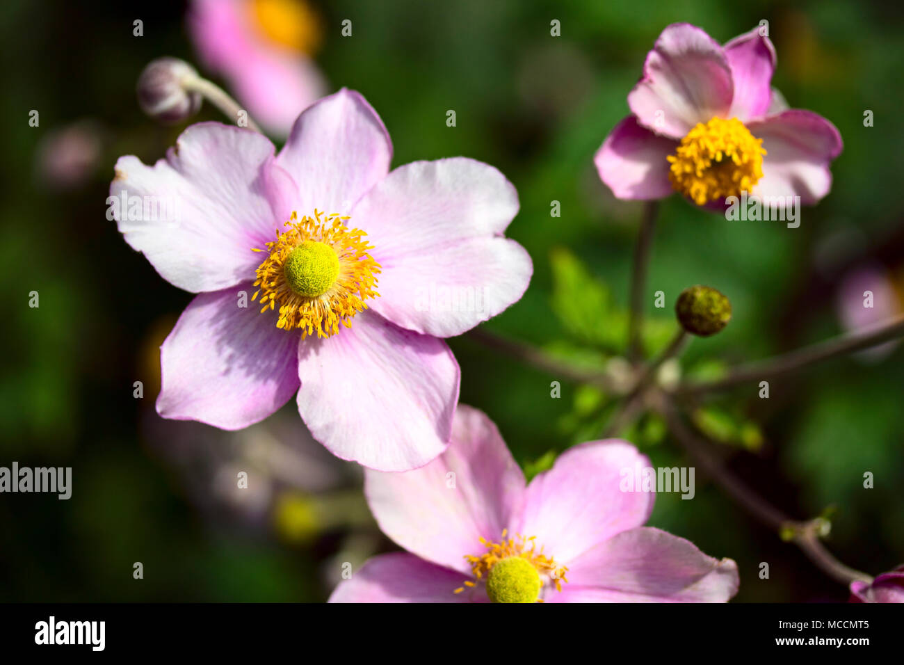 Three pink Japanese anemone flowers in the afternoon sun with yellow pollen filled centre surrounded by stamens Stock Photo