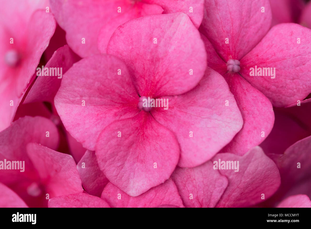 Macro image of the Hydrangea plant's large four segmented sepals which resemble flowers but are infertile Stock Photo
