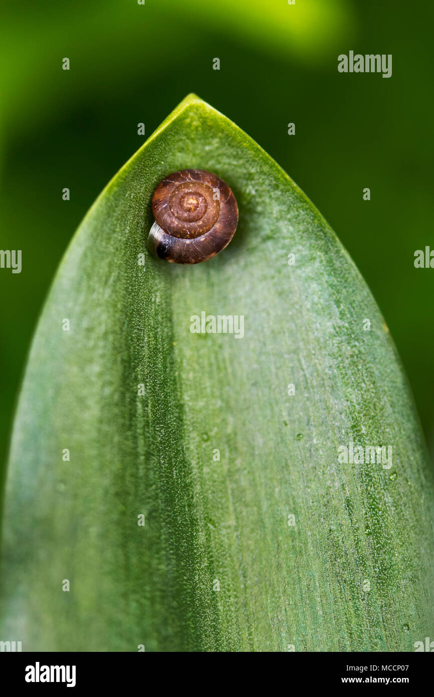 Macro photograph of tiny snail shell attached to plant in a Spring