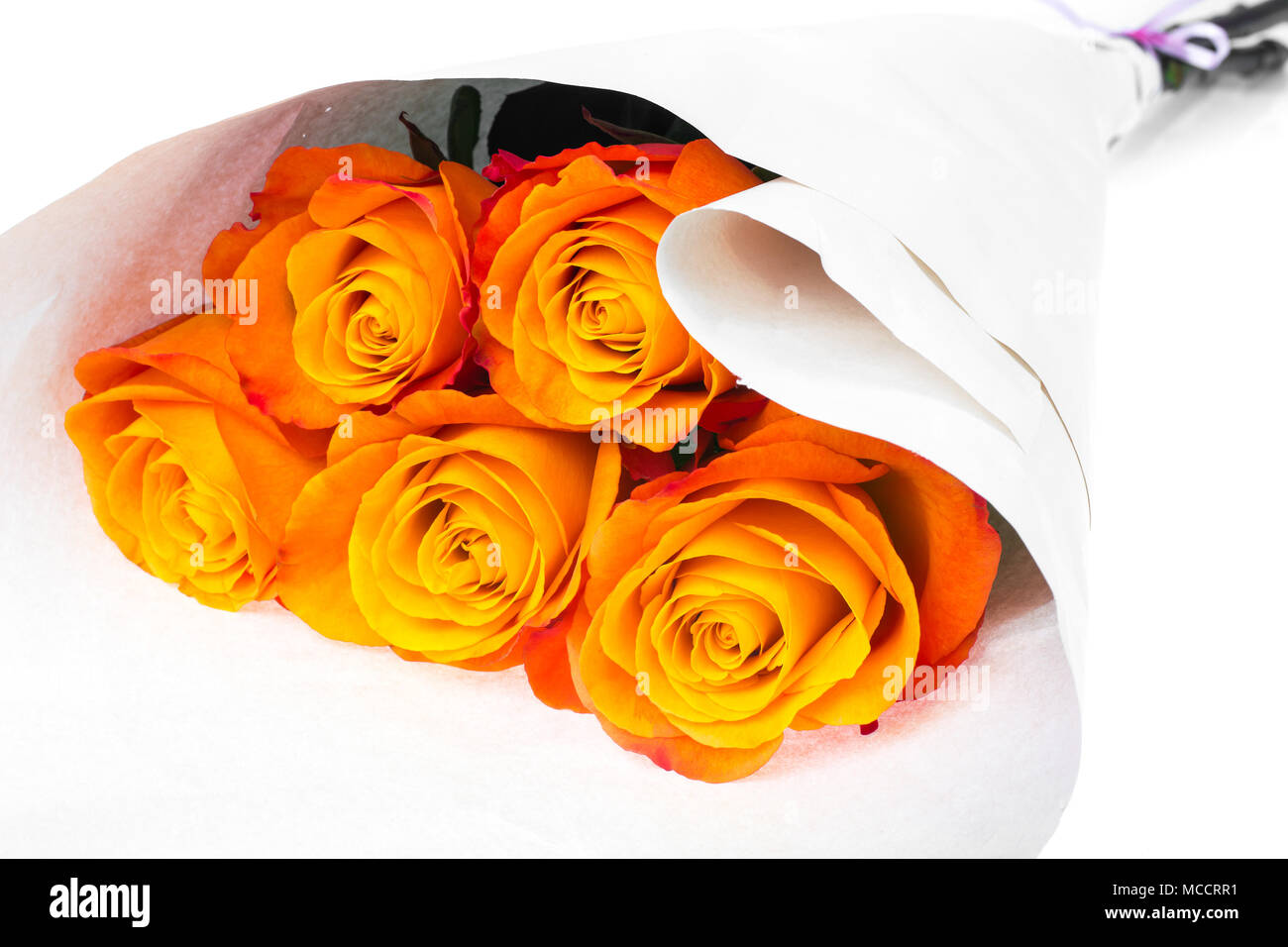 Exquisite roses isolated on white background. Studio Photo Stock Photo ...