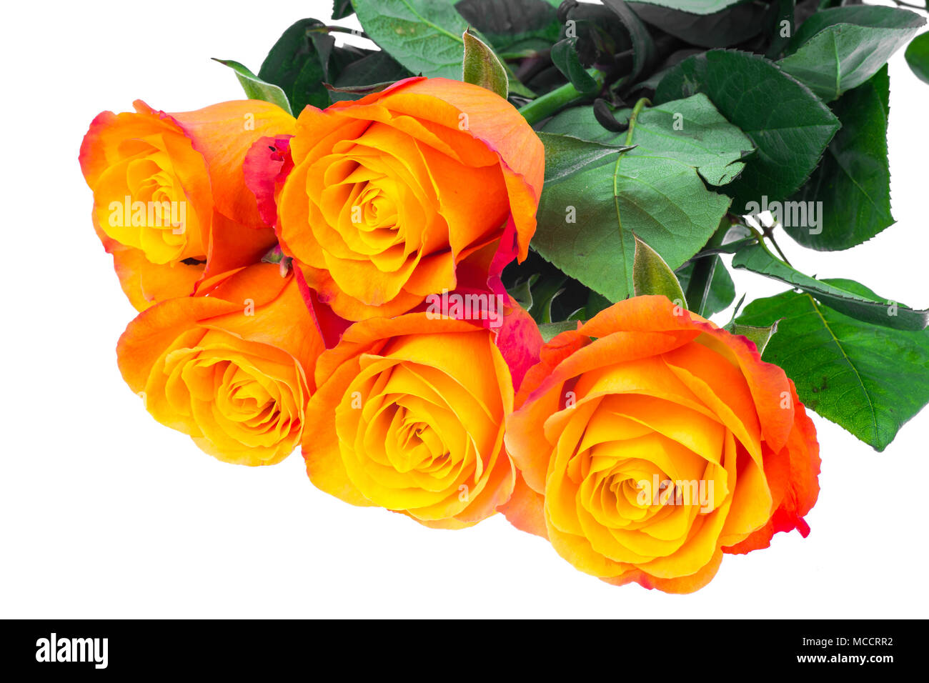 Exquisite roses isolated on white background. Studio Photo Stock Photo ...