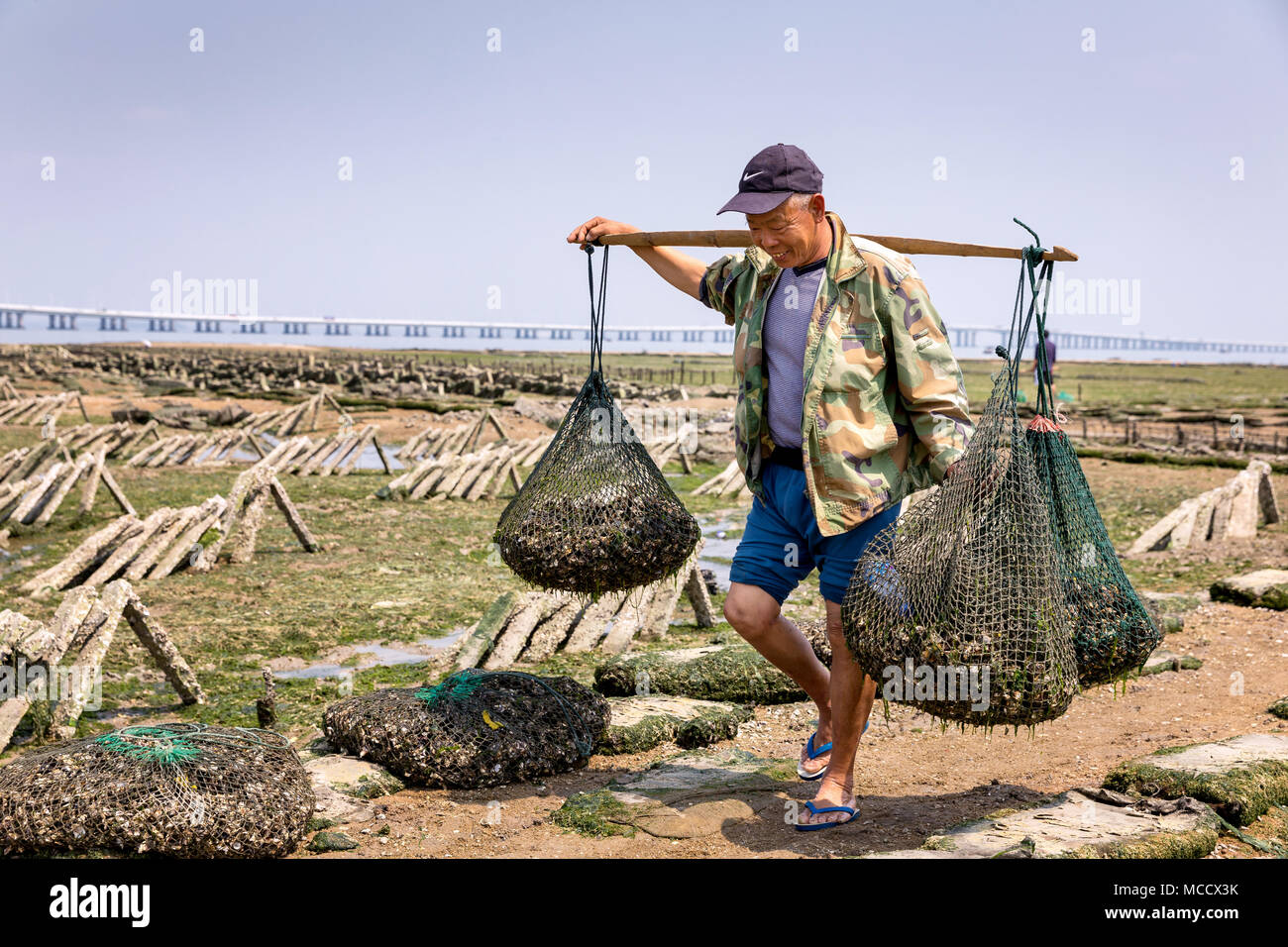 Oyster farmer collecting oysters at low tide, Xiamen, Fuijan Province, China Stock Photo