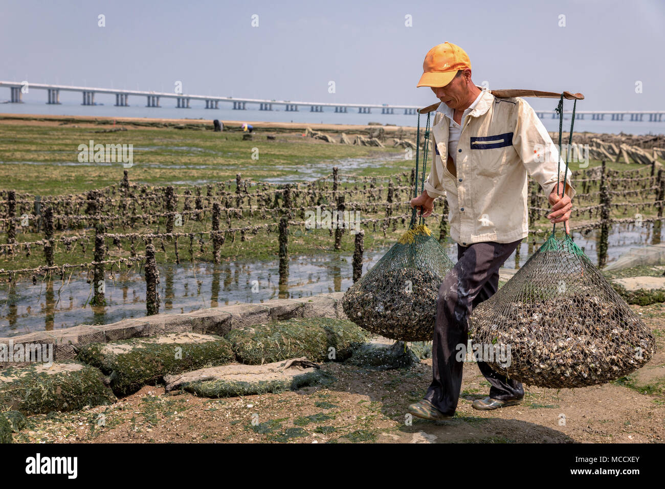 Oyster farmer collecting oysters at low tide, Xiamen, Fuijan Province, China Stock Photo