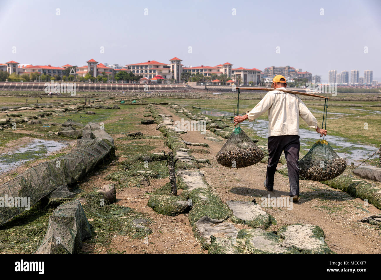 Oyster farmer collecting oysters at low tide, Xiamen, Fuijan Province, China Stock Photo