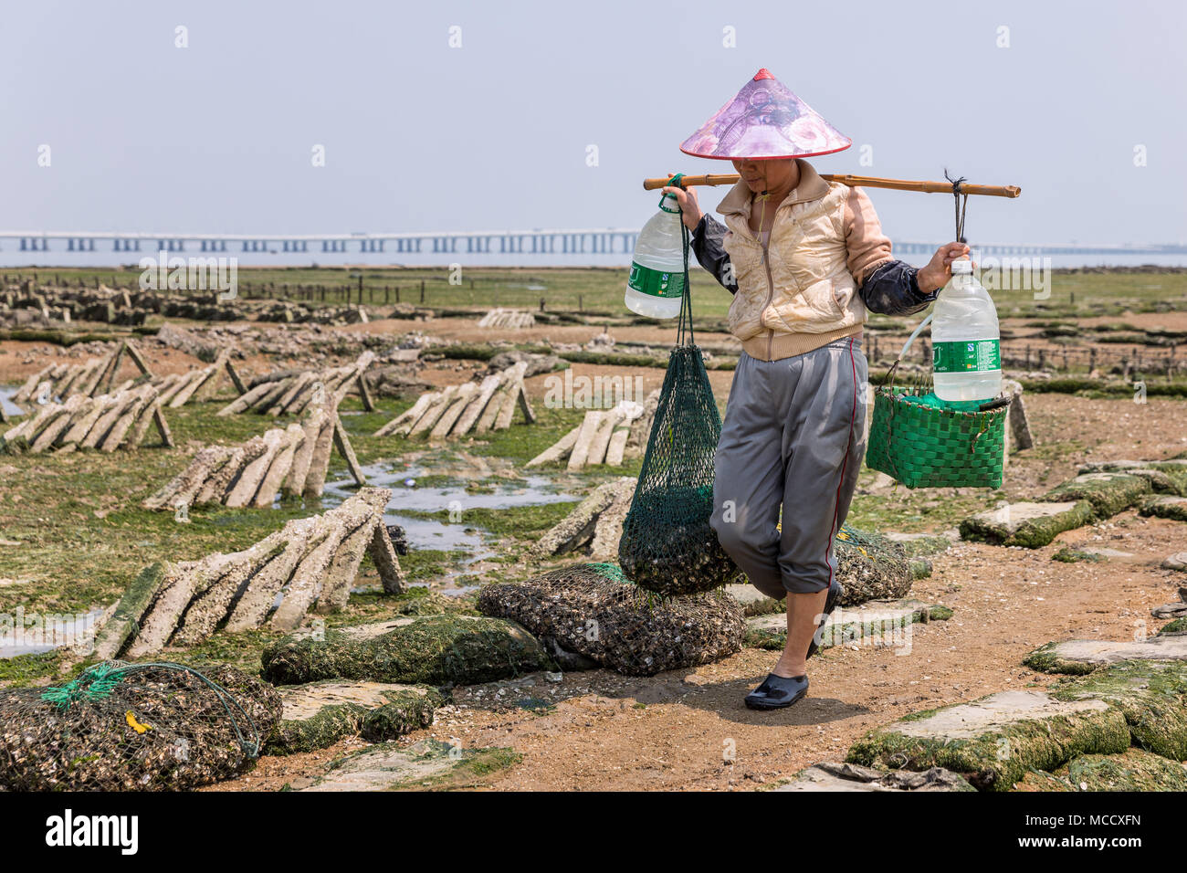 Oyster farmer collecting oysters at low tide, Xiamen, Fuijan Province, China Stock Photo
