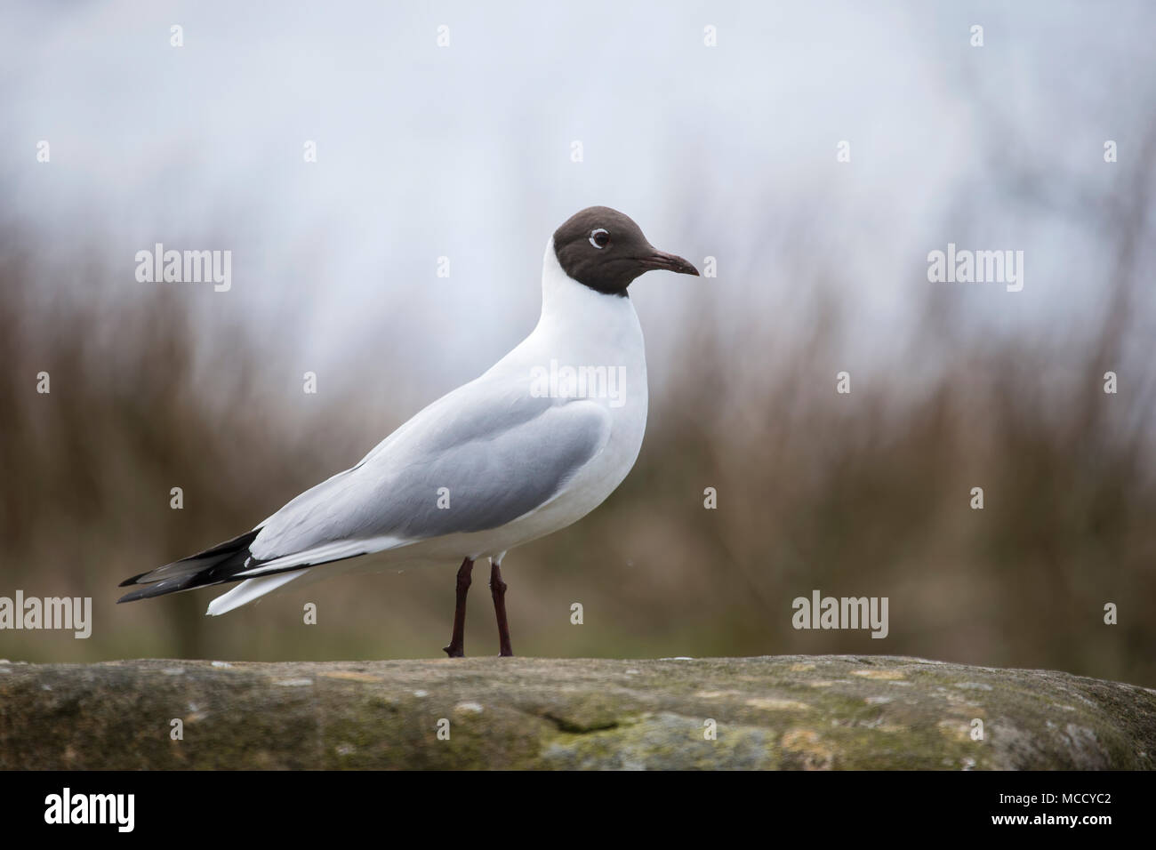 Close up portrait of a Black headed  gull Larus Ridibundus in profile against shrubbery Stock Photo