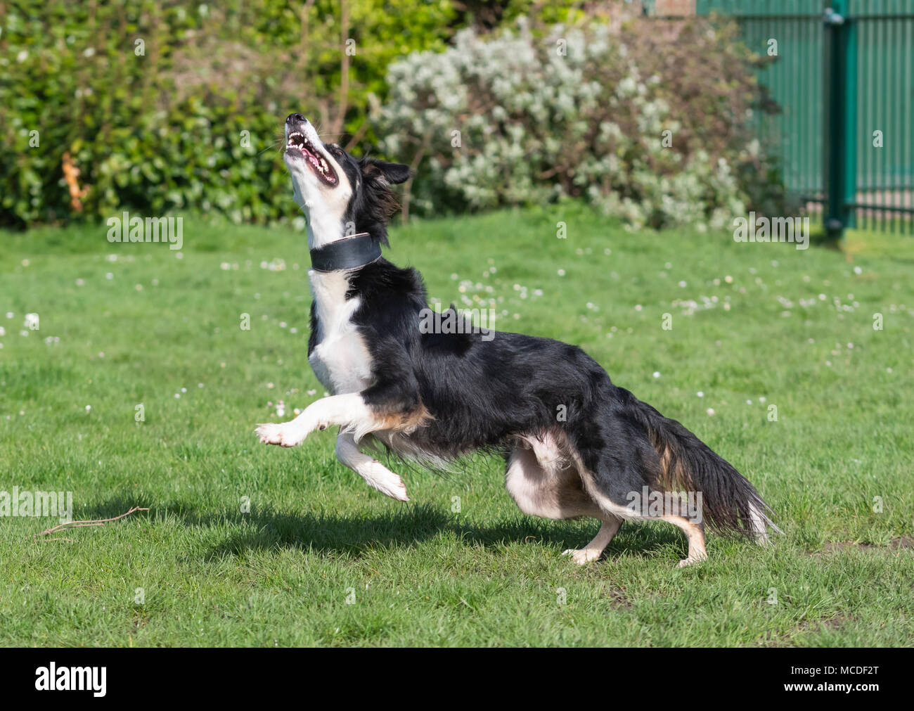 A male Saluki and Border Collie mixed breed Lurcher dog running and playing in a park in the sunshine on a sunny day in Spring in the UK. Black and white dog having fun on grass in a park. Stock Photo