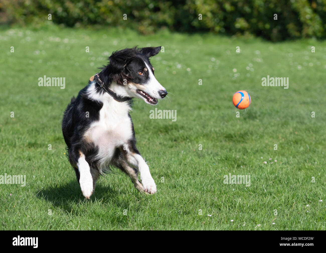 A male Saluki and Border Collie mixed breed Lurcher dog running and playing in a park in the sunshine on a sunny day in Spring in the UK. Black and white dog having fun on grass in a park. Stock Photo