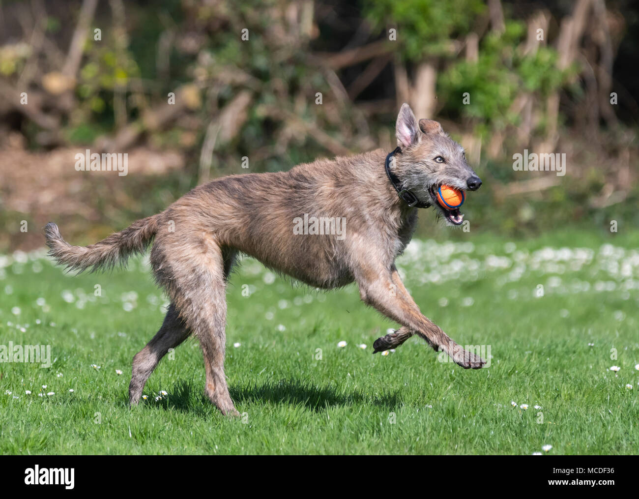 Female Scottish Deerhound Lurcher dog running with a ball in it's mouth in a park in the sunshine in Spring in the UK. Stock Photo