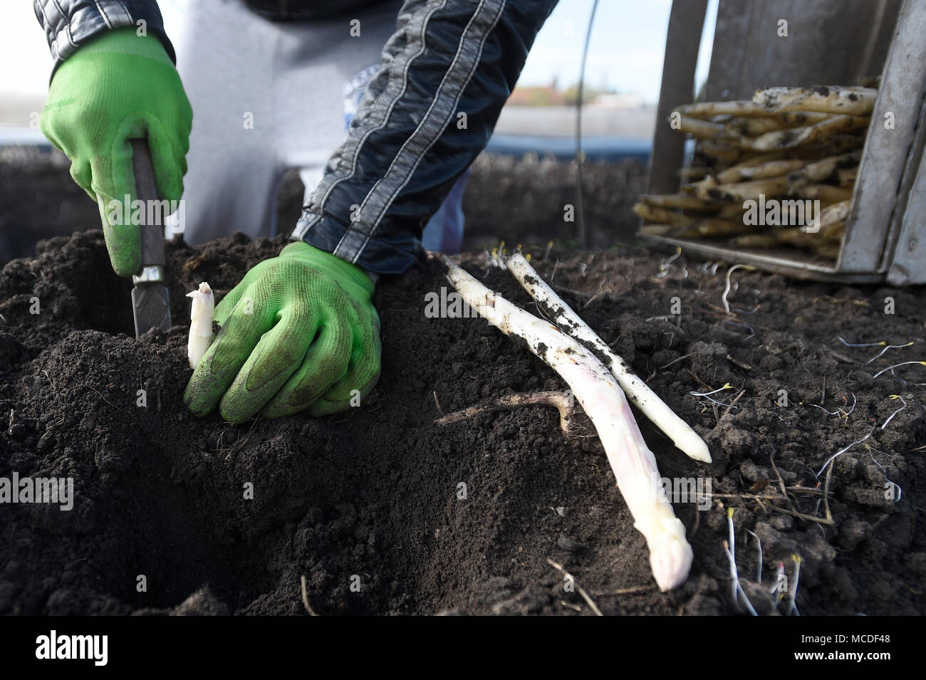 Chlumin, Czech Republic. 14th Apr, 2018. A seasonal farm worker harvests asparagus on a field of a farm in Chlumin, Czech Republic, April 14, 2018. Credit: Ondrej Deml/CTK Photo/Alamy Live News Stock Photo