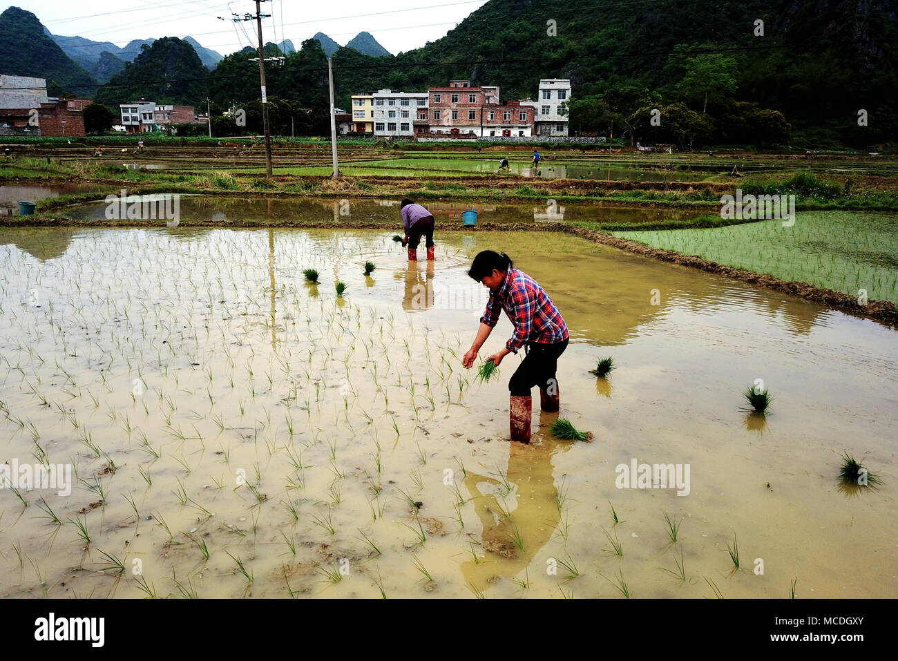 (180416) -- DAHUA, April 16, 2018 (Xinhua) -- Farmers plant rice seedlings in a field at Longkou Village under Dahua Township in Yao Autonomous County of Dahua, south China's Guangxi Zhuang Autonomous Region, April 16, 2018. (Xinhua/Zhang Ailin) (mp) Stock Photo
