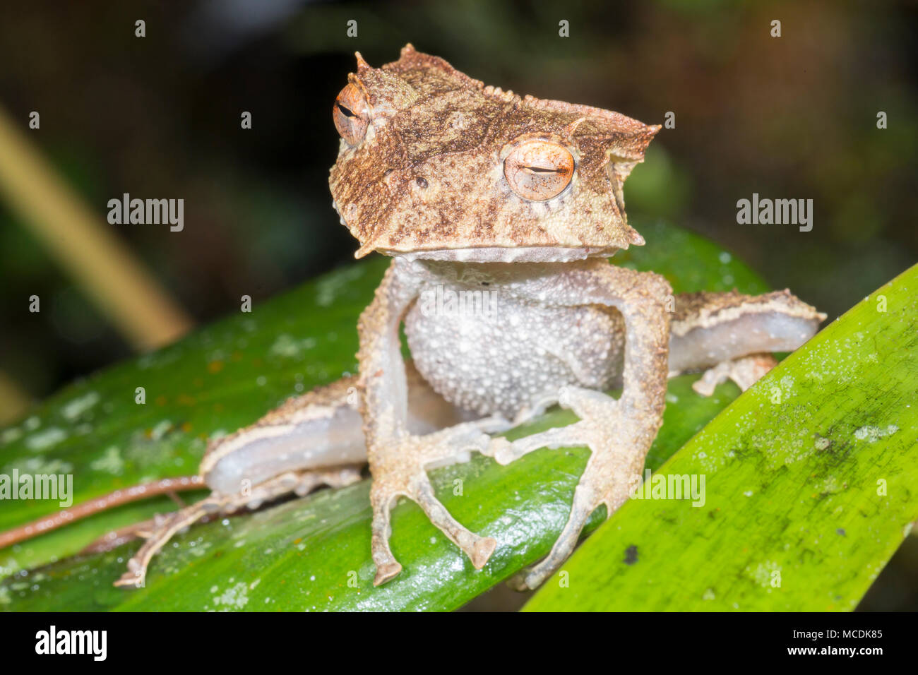 The extremely rare and endangered Ecuador Horned Treefrog (Hemiphractus bubalus). Roosting at night In its natural habitat the rainforest understory,  Stock Photo