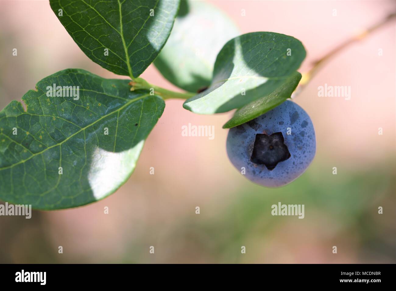 Close up of a single blueberry on a leafy branch with the star visible to the viewer Stock Photo