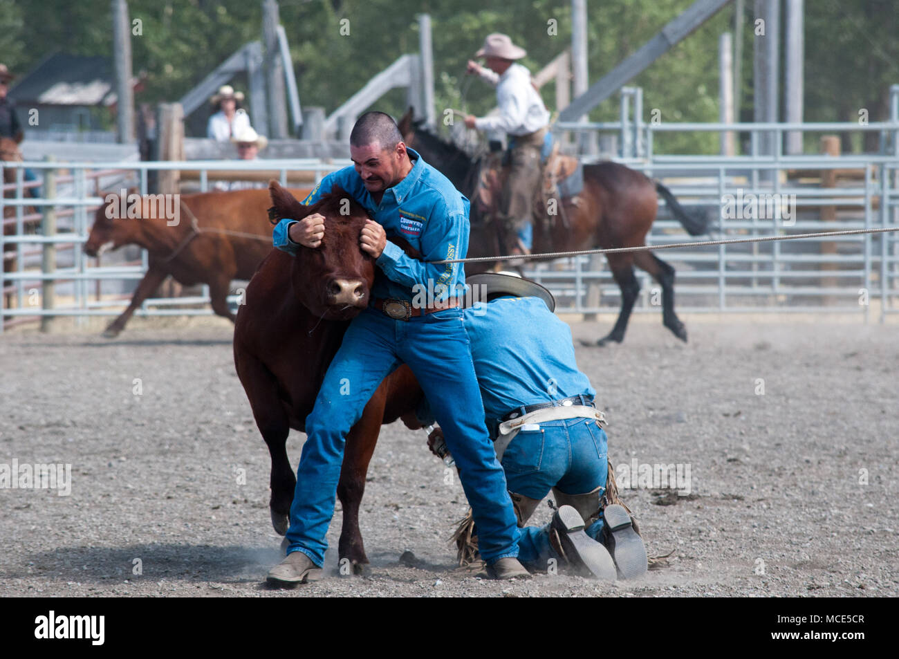 Cowboys struggle to control a cow during the wild milk competition which is part of the ranch rodeo at the historic Bar U Ranch in Longview, Alberta. Stock Photo