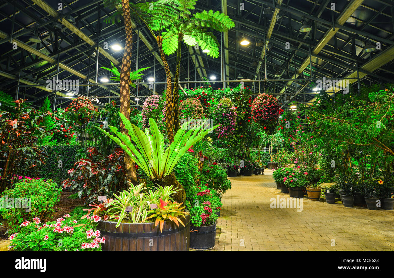 World Alive Botanicals Exotic Jungle Garden Brand House Plant Greenhouse 