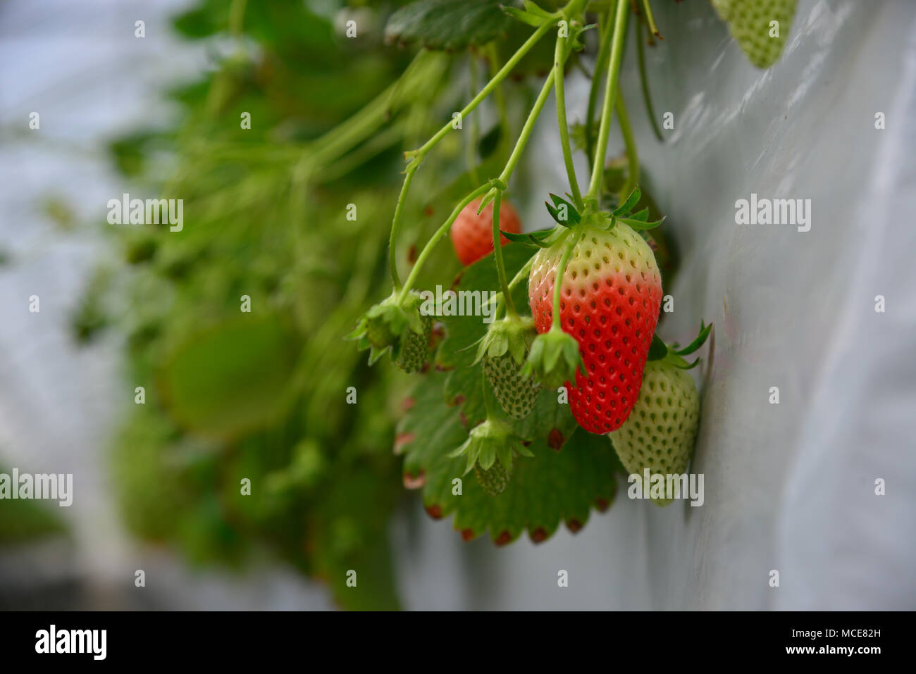 Strawberry fruits at greenhouse plantation in Nagoya, Japan Stock Photo