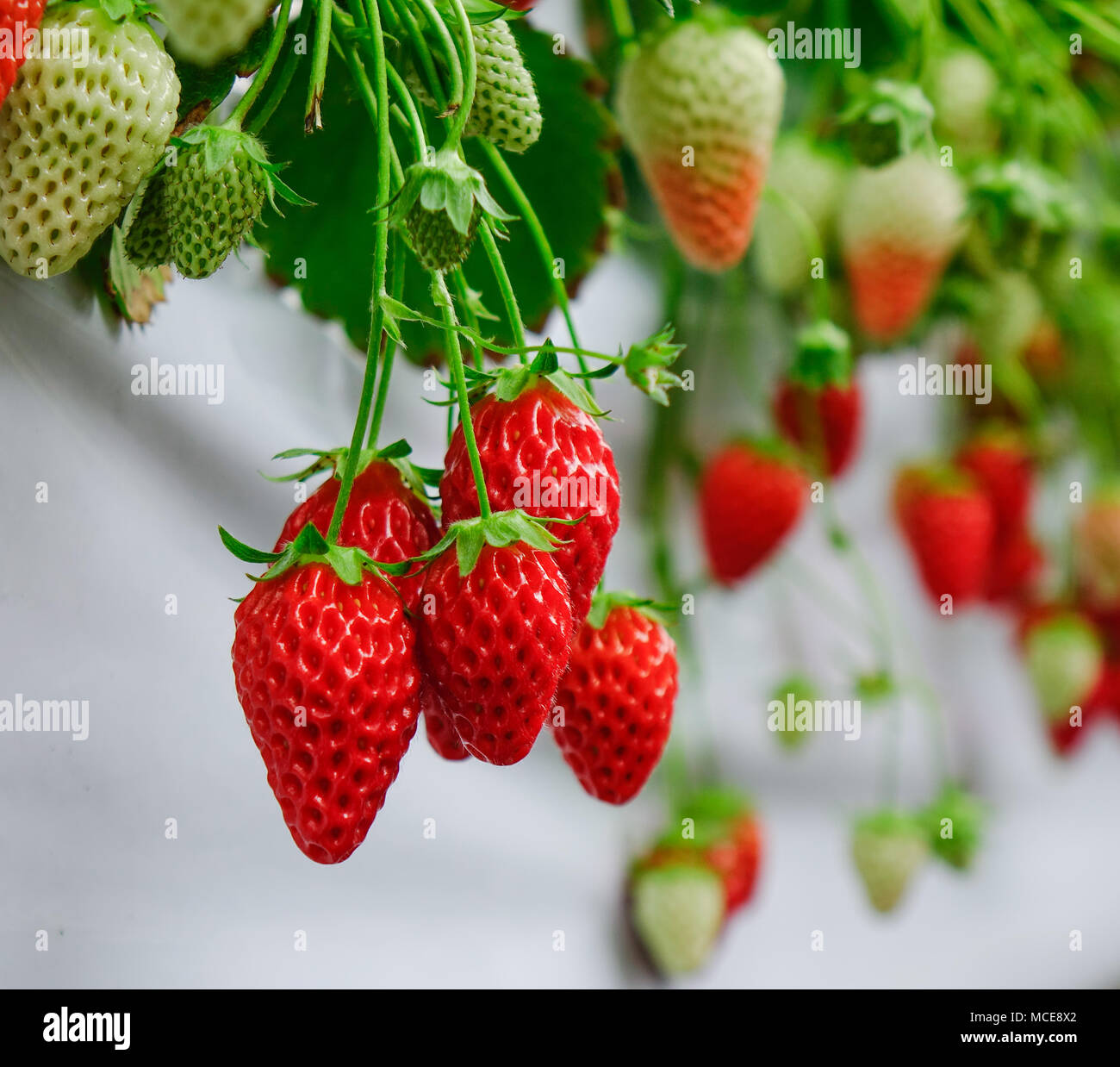 Strawberry fruits at greenhouse plantation in Osaka, Japan Stock Photo