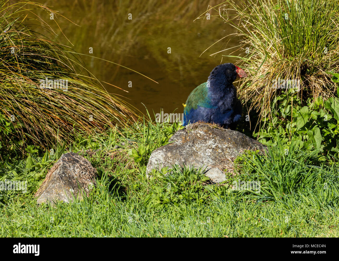 Takahe hidding behind grass plants close to water. Stock Photo