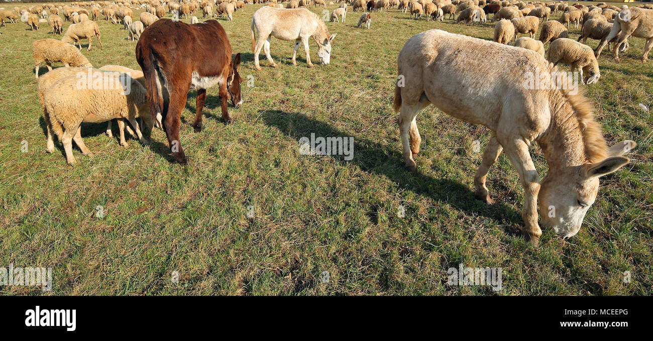 donkeys with brown and white fur grazing alon by a fisheye lens Stock Photo