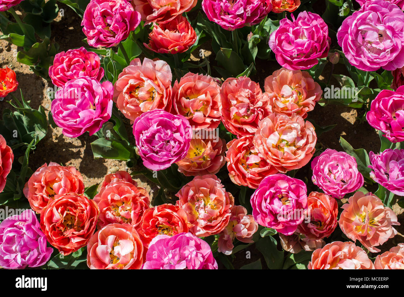 Blooming colorful tulip flowers in garden as floral background Stock ...