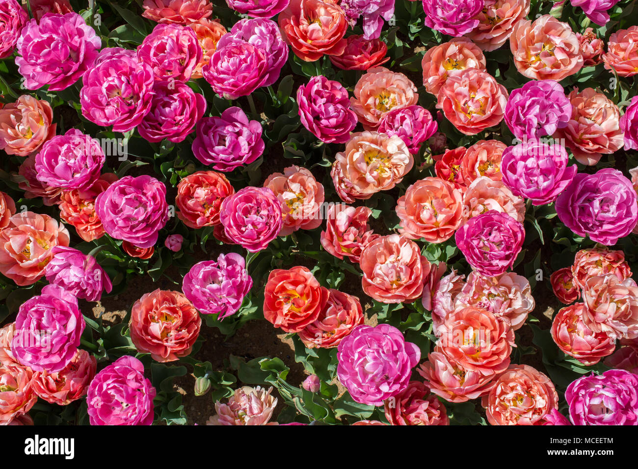 Blooming colorful tulip flowers in garden as floral background Stock ...