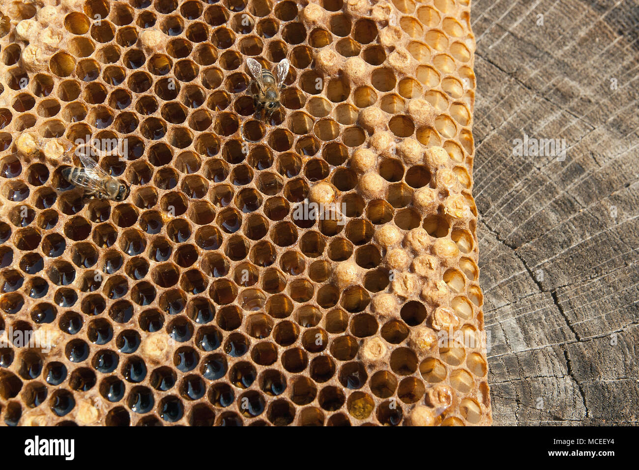 Honey bee close up close up hi-res stock photography and images - Alamy