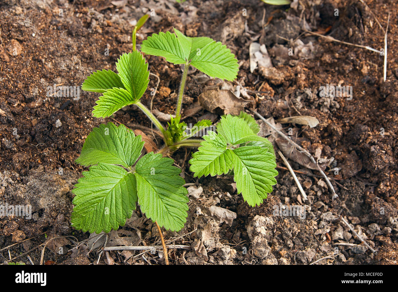 Bush of strawberry with young green leaves planted in the ground. The ...