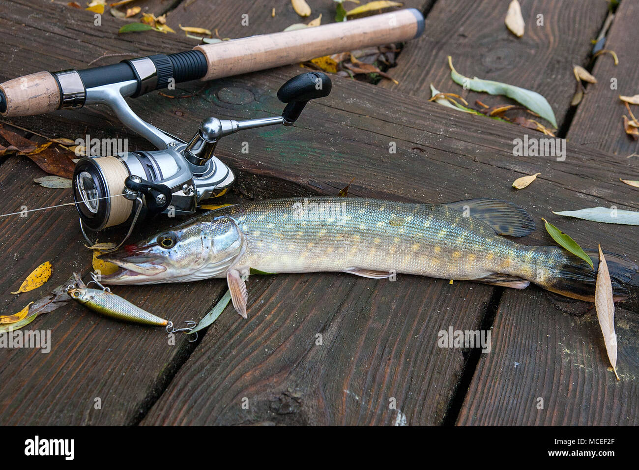 pike fishing rod and reel