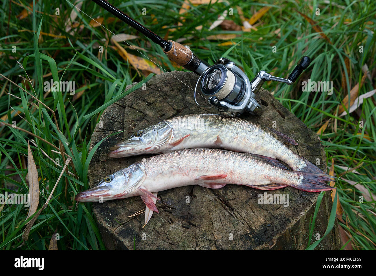 Northern pike fish hi-res stock photography and images - Page 21