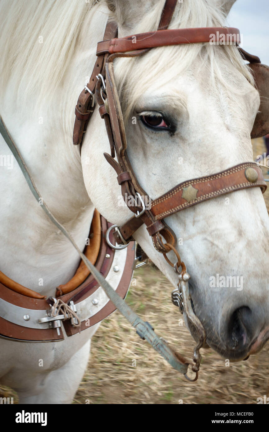 Close-up of horse in bridle Stock Photo
