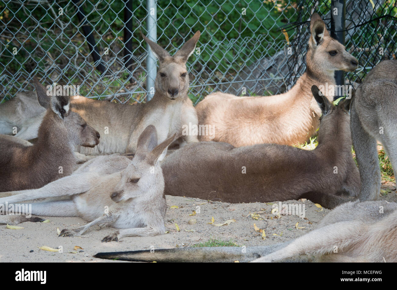Group or Mob of Kangaroos Stock Photo