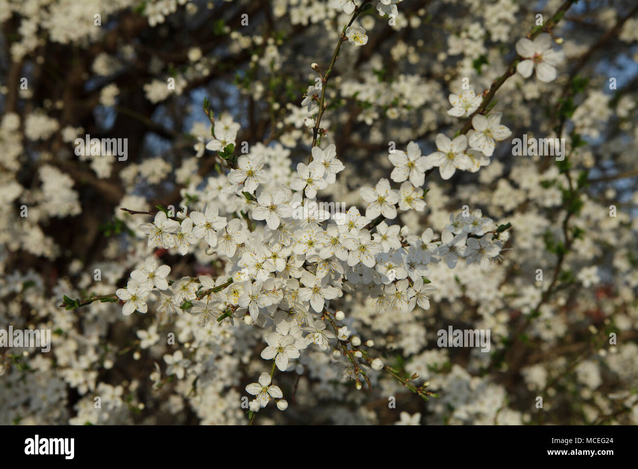 white flowers close up Stock Photo - Alamy