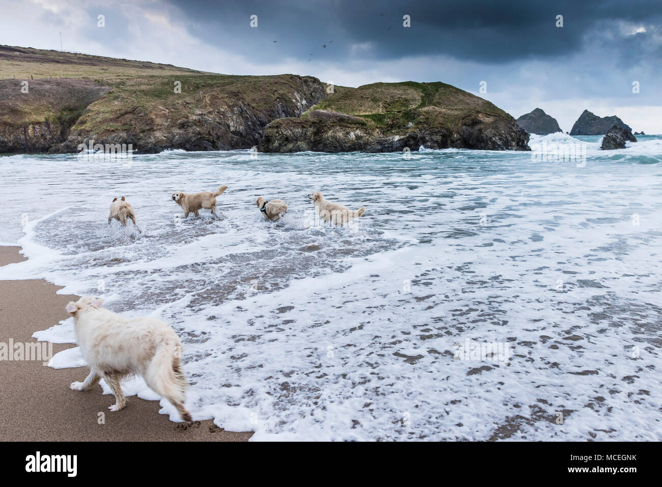 Five Golden Retrievers playing along the shoreline at Holywell Bay beach in Cornwall. Stock Photo
