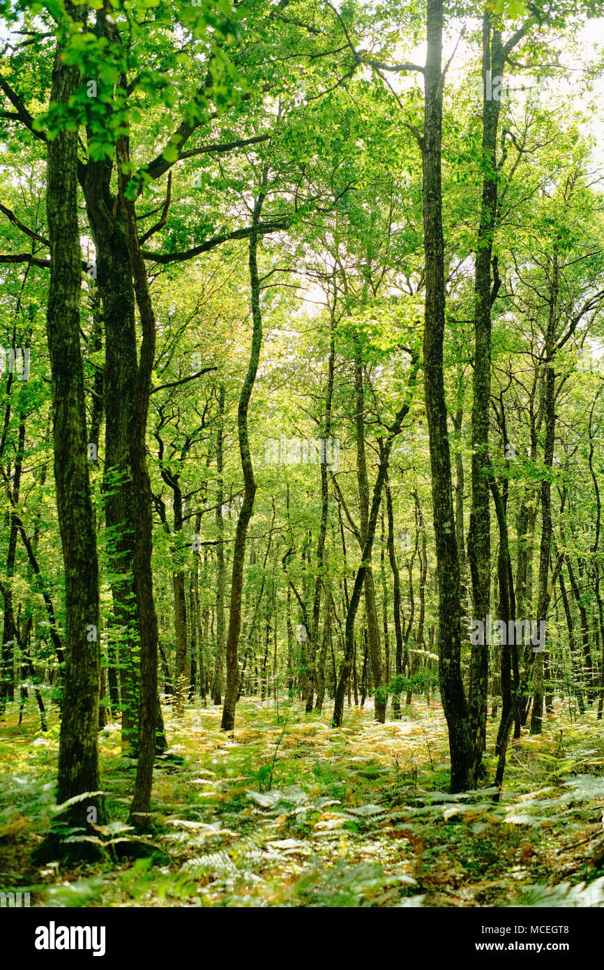 https://c8.alamy.com/comp/MCEGT8/a-green-woodland-background-MCEGT8.jpg