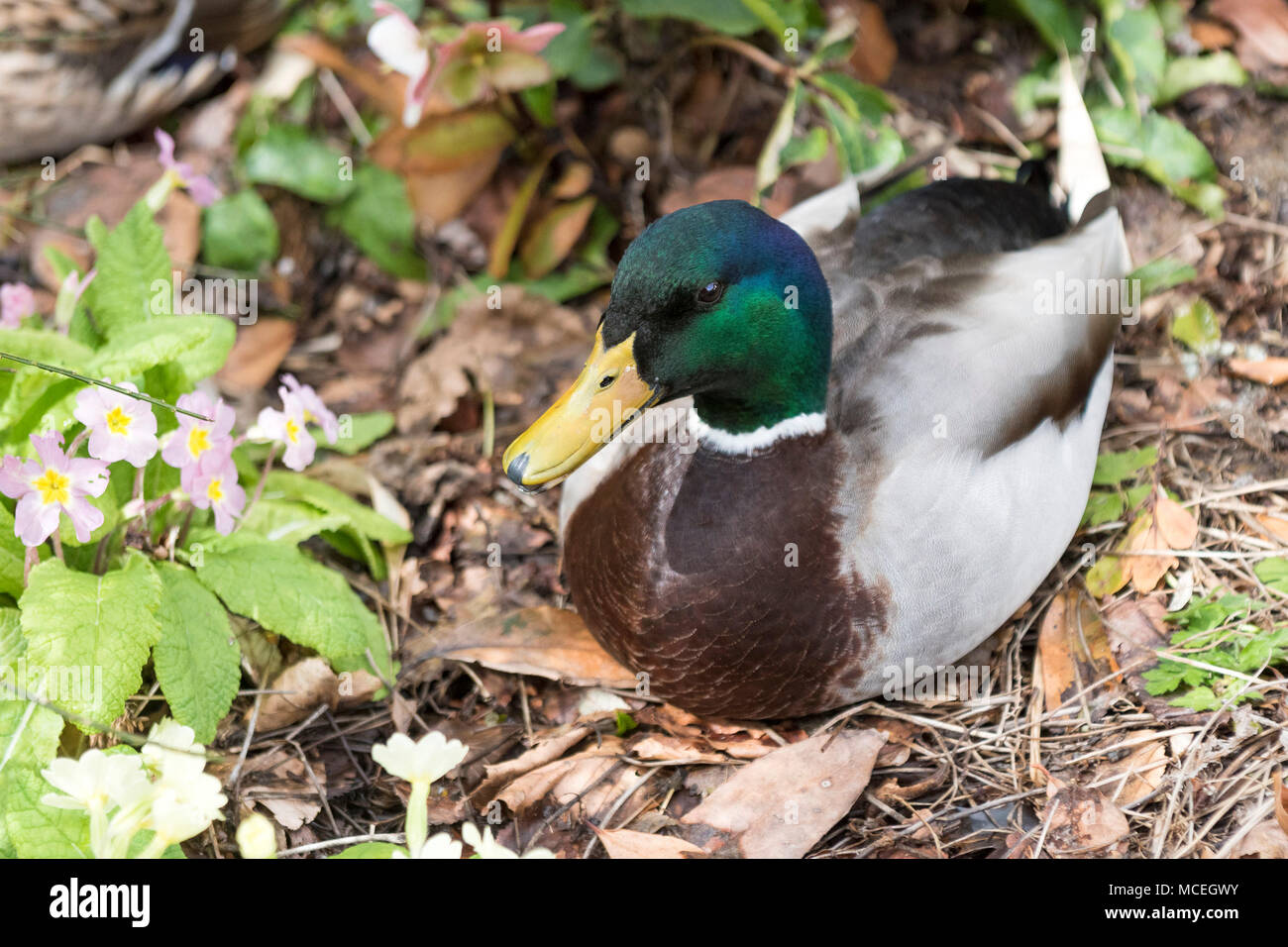 A Mallard Duck Anas platyrhynchos. Stock Photo