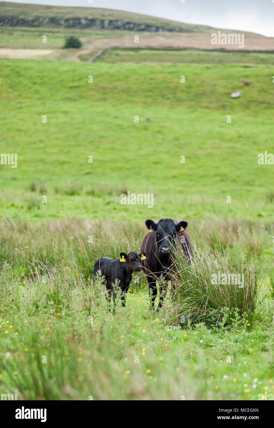 Pure bred Dexter cow and calf on rough grazing near Hadrian's Wall in Northumberland. Stock Photo