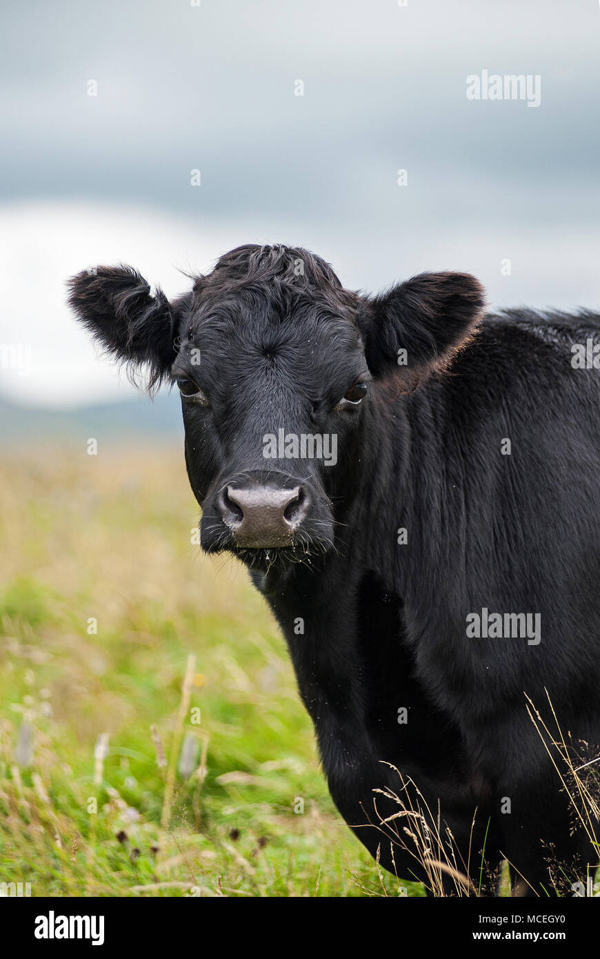 Black pedigree Dexter cow head grazing in Cumbria. Stock Photo