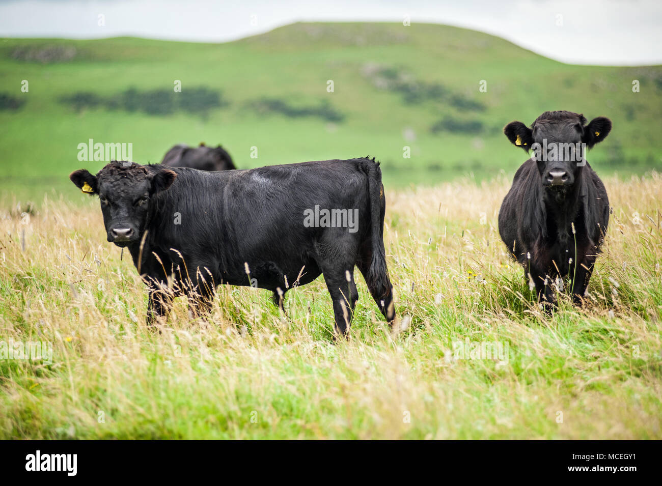 Dexter cow and steer Stock Photo