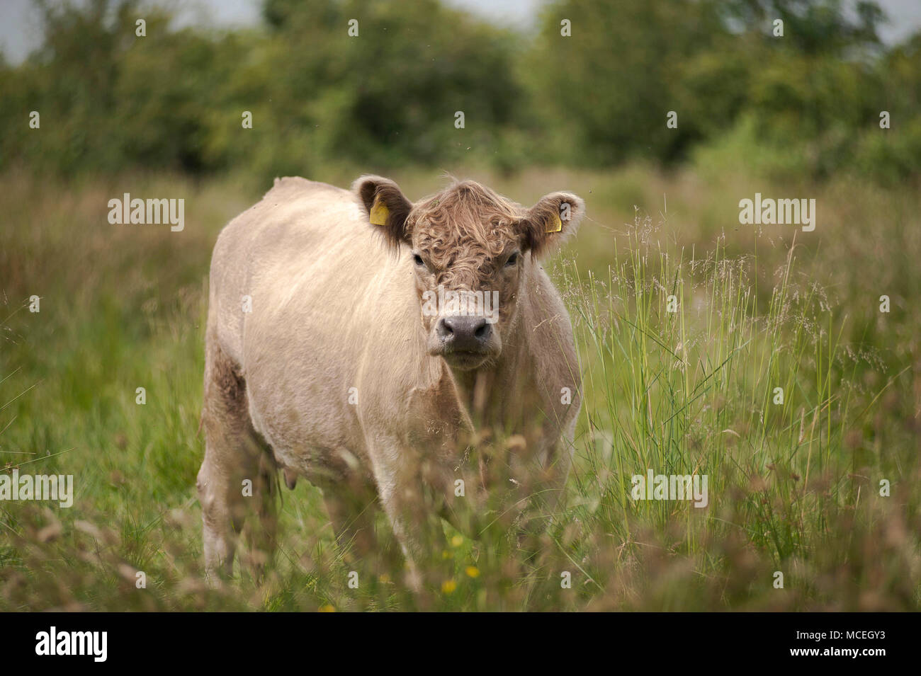 Pedigree Dun Galloway cow on rough grazing in Cumbria. Stock Photo