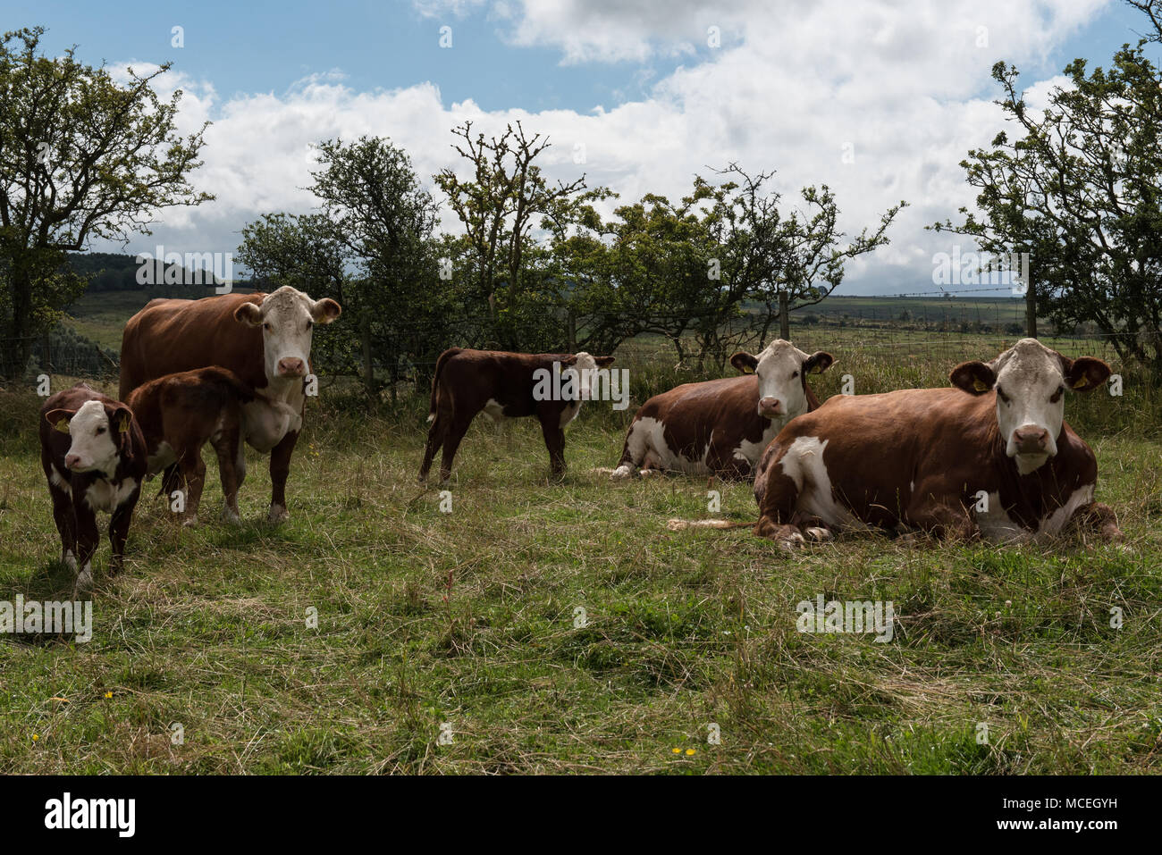 Pedigree Hereford cows and pedigree Hereford calves grazing in the Eden Valley in Cumbria. Stock Photo